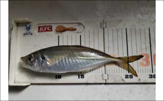 「釣果有望で食べても絶品」 東京湾のLTアジ釣りに注目　特選『船釣り情報』