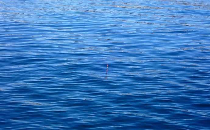 2023年の清水港クロダイ釣りは厳しいスタートに　想定要因と攻略法を解説