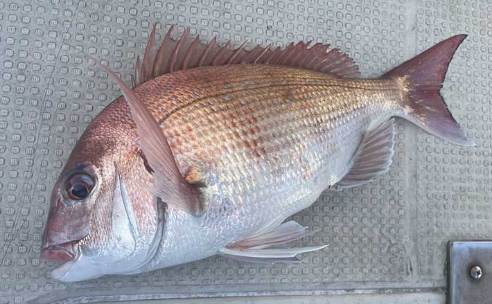 東京湾タイラバ釣行で4.2kg筆頭に大型マダイ連発【横須賀沖】 ネクタイ