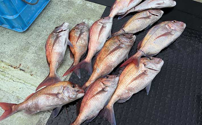 新潟マダイジギング入門 【シーズン・ポイント・巻くだけで釣れる