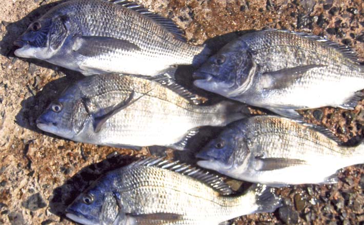 波止でのフカセ釣りで38cm筆頭にチヌ（クロダイ）5尾手中【福岡・新