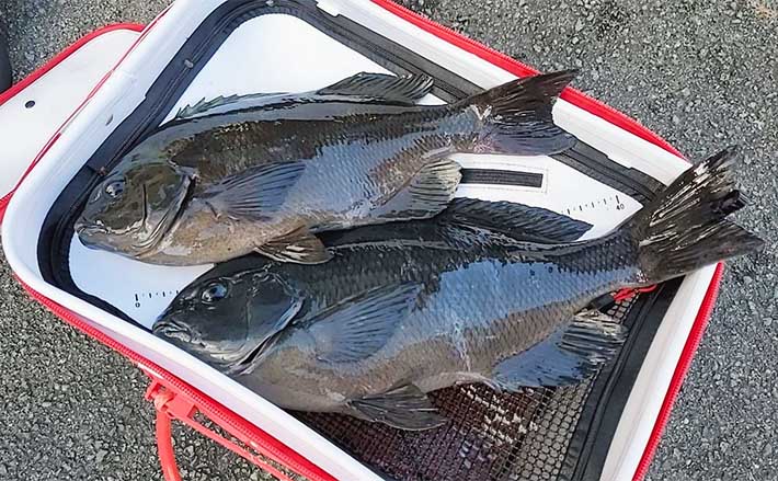シーズン後半の寒グレフカセ釣り攻略解説 【食わない魚に食わせる秘訣4