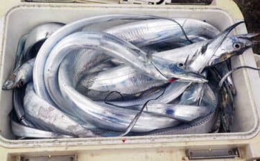 東京湾のテンビンタチウオ釣りで良型中心24尾　『ワイロン仕掛け』が奏功