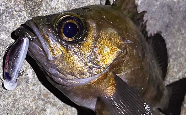 大阪湾メバリング釣行で【26cm良型メバル】と対面 シンキングのプラグ