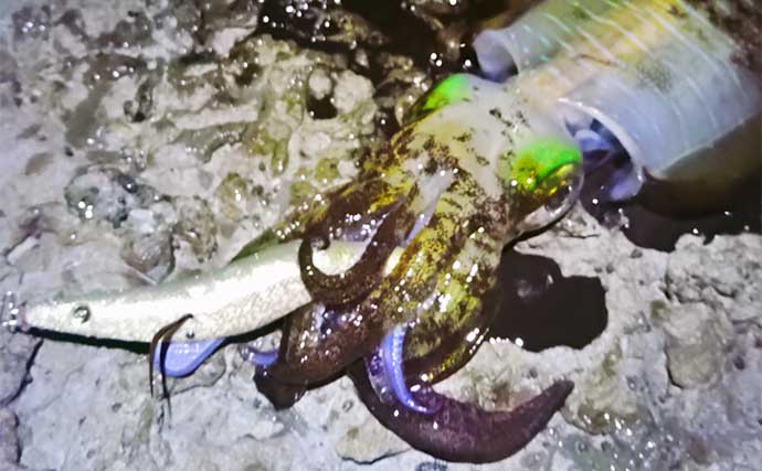 ナイトエギング釣行で良型アオリイカ連打　低水温期は夜がオススメのワケとは？