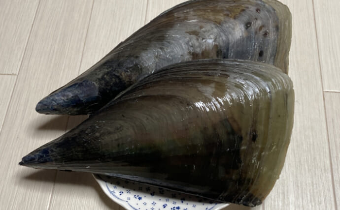 春が旬の巨大貝『タイラギ』は「二度美味しい」　理由は寄生生物にあり