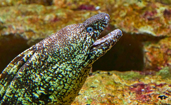 知る人ぞ知る美味な魚「ウツボ」 美味しすぎて資源量が減少している