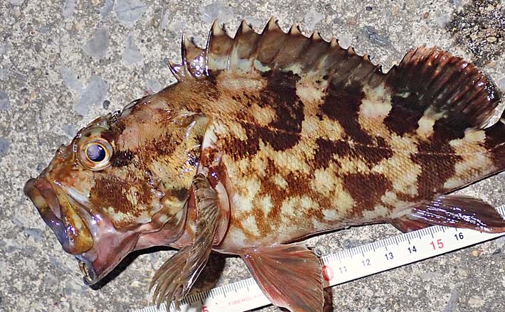 根魚狙い堤防ライトゲーム釣行で5魚種ゲットに満足【三重・四日市港