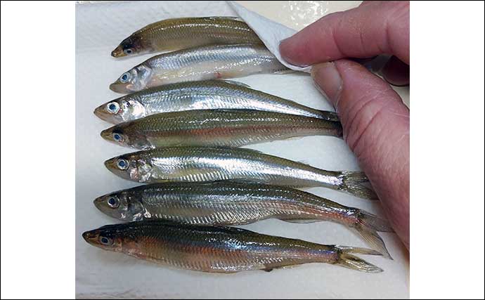 釣った魚で作る「保存食」レシピ：ワカサギのオイル漬け　つまみに最高