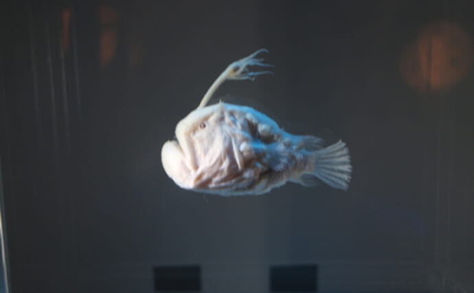 深海魚『チョウチンアンコウ』の提灯が光る仕組み　実は光っていない？