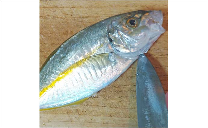 釣魚で作る「おつまみ」レシピ：シマアジのグリル焼き　高級魚を贅沢に塩焼きに