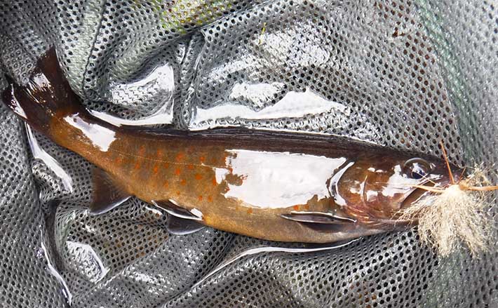 渓流釣りポイント紹介【長野・木曽川水系】貴重なヤマトイワナが生息 | TSURINEWS