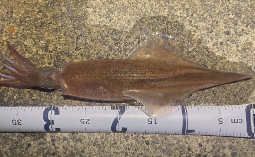 夜の堤防ヤリイカエギング釣行で胴長32cm頭に9匹ゲットに大興奮【福井】 | TSURINEWS