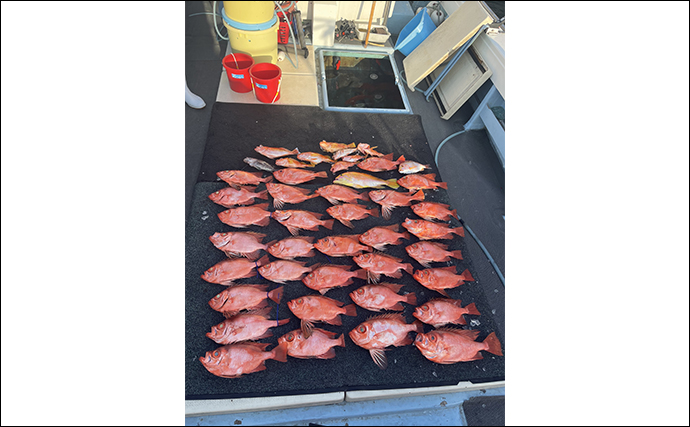 マダイにアマダイにチカメキントキと赤い美味魚続々【響灘】船釣り最新釣果