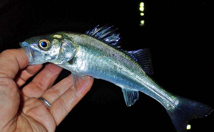 バチ抜けシーバス釣行で良型クロダイ浮上【三重・四日市港】本命は小型のみ