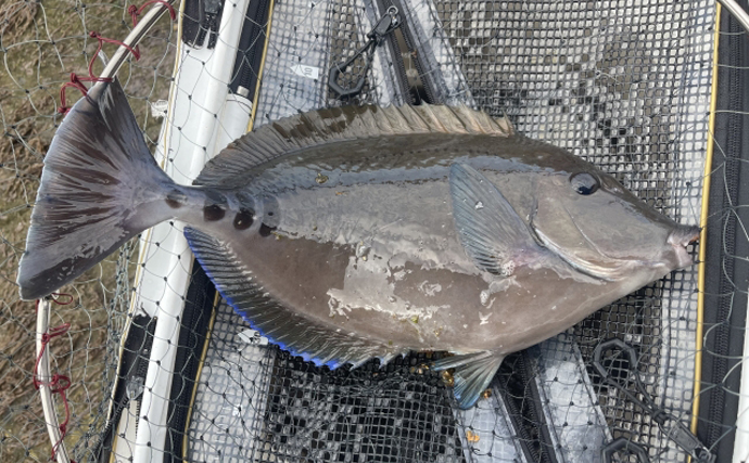 『バリカン魚』はクロダイのこと　実はたくさんいる「刃物」に例えられる魚たち