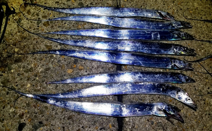 『バリカン魚』はクロダイのこと　実はたくさんいる「刃物」に例えられる魚たち