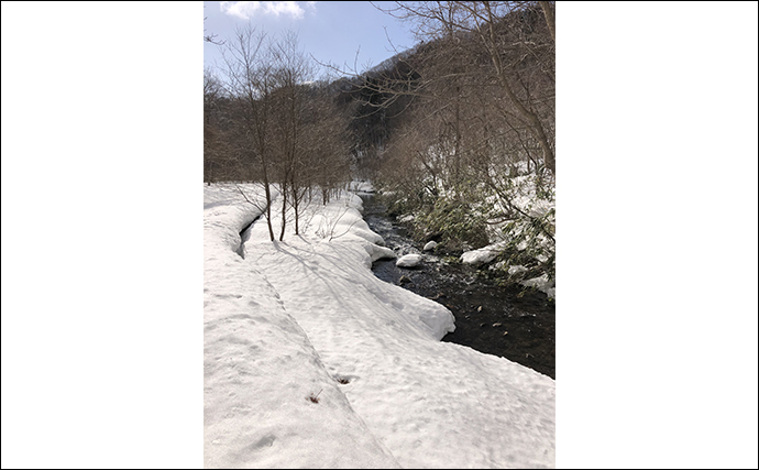 雪解け前の北海道で越冬マス類を探す渓流釣行へ　ヤマメ・アメマス・イワナと対面