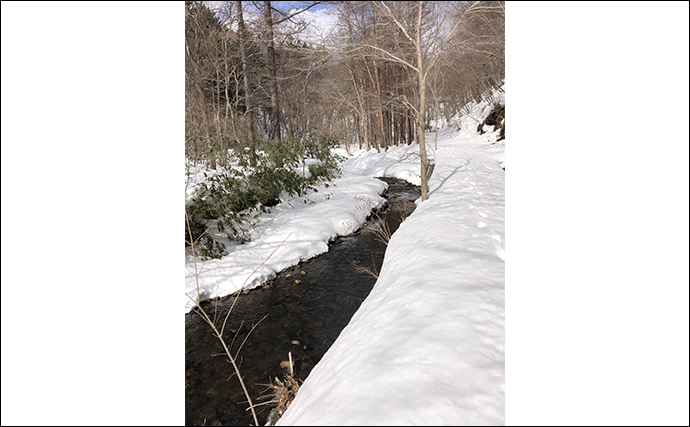 雪解け前の北海道で越冬マス類を探す渓流釣行へ　ヤマメ・アメマス・イワナと対面