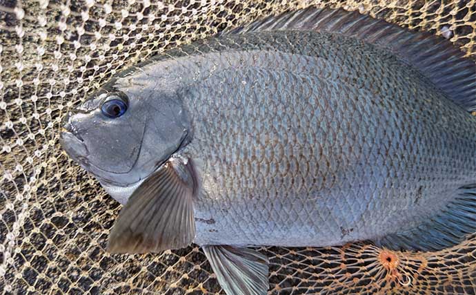 磯フカセ釣りで49cm頭に乗っ込みクロダイ5尾【千葉・南ケイセン】良型続々