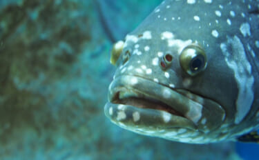 鹿児島で人工巨大魚『タマクエ』が増殖中　「美味しいからOK」とはいかないワケ