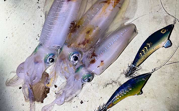 ロッドもリールも使わないトローリング釣法で2kg超えアオリイカ連発