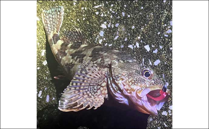 ルアーカサゴ釣りで【大型狙いには大きめワームがオススメなワケ】 実績ワーム3選も紹介