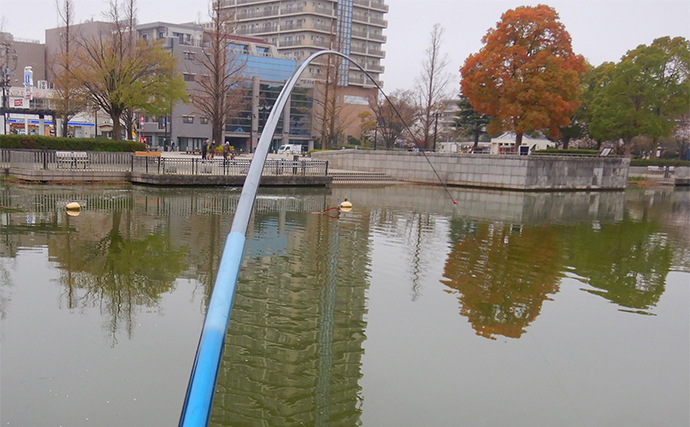 都内の公園での「のべ竿」釣りで85cm頭に大型コイ4連発【浮間公園】