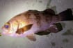 堤防ルアー釣りで22cm頭メバルにカサゴ連発【小豆島】家族旅行の隙間時間で満喫