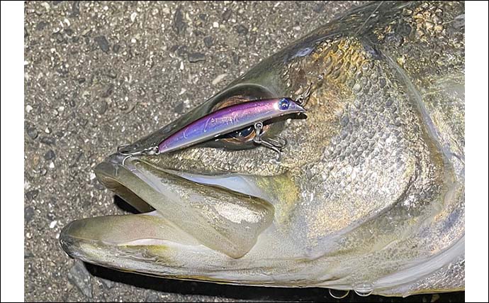 バチ抜け期にワンタックルでチヌ・シーバス・アジ・メバル4魚種を狙う　推奨タックルは？