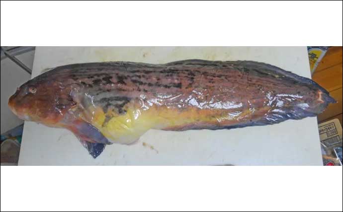 【ギネス最深記録8336m】を記録した深海魚「クサウオ」とはどんな魚か