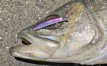 バチ抜け期にワンタックルでチヌ・シーバス・アジ・メバル4魚種を狙う　推…