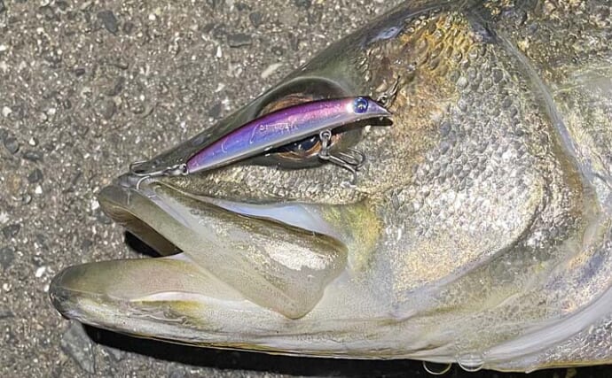 バチ抜け期にワンタックルでチヌ・シーバス・アジ・メバル4魚種を狙う　推奨タックルは？