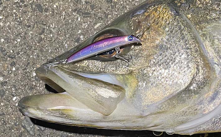 シーバス メバル チヌ ルアーセット スマイルシップ シーバス