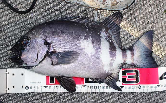 船のコマセ釣りで42cm頭にイシダイ連打【大分・こざくら丸】船中50cm級
