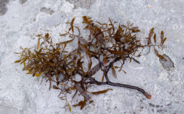 世界最大の『海藻の塊（流れ藻）』がアメリカに接近中　長さはなんと8000km