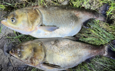 霞ヶ浦の巨大魚『ハクレン』を飼料や肥料へと活用する試みがスタート