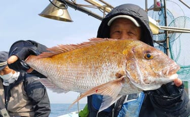 【釣果速報】タイラバで2〜3kg乗っ込みマダイが船中60尾とフィーバー（福岡）