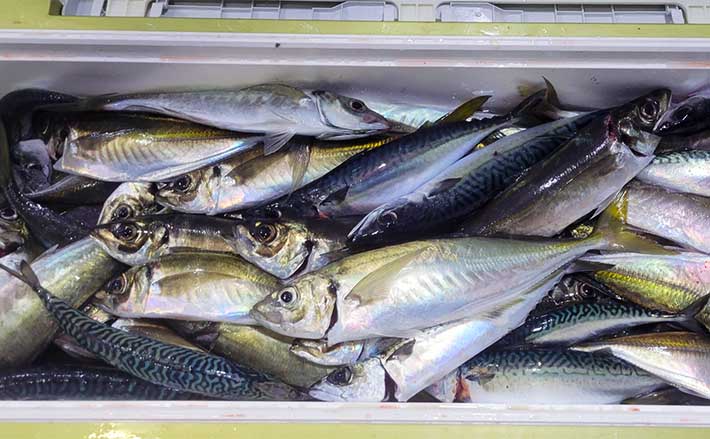 スズミ製　　船釣竿 中通し3本繋ぎ　アジ　サビキ　五目釣り　初心者 スズミ製 船釣竿 中通し3本繋ぎ アジ サビキ 五目釣り 初心者