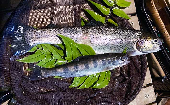 解禁直後の渓流釣りで23cm頭にヤマメ好捕【奥多摩川】エサ・ルアー