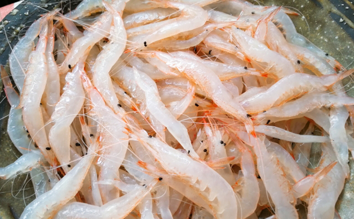 駿河湾のサクラエビ漁が昨年の40倍の水揚げ量　富山湾のシロエビも豊漁に