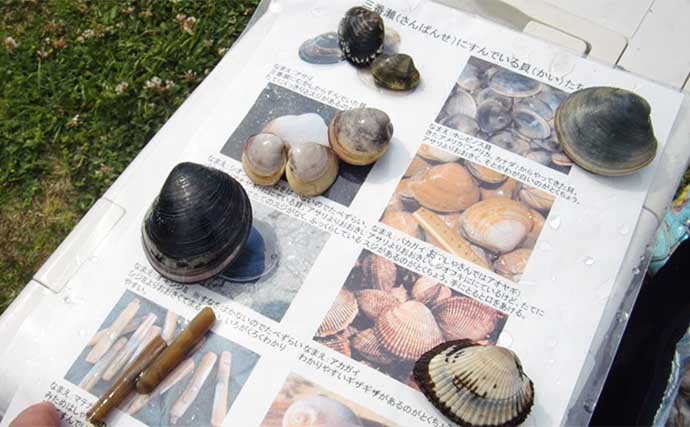 江戸川河口での潮干狩りでホンビノス貝が大漁【東京】「広く浅く」がポイント？
