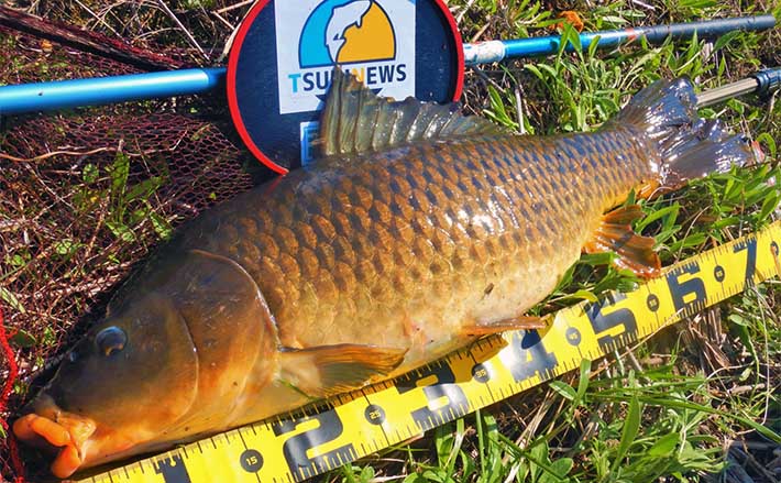川でコイ釣りされる方 必須 川で コイ釣りされる方 必須 鯉釣り