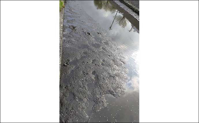 【ドブ川・日中・流れなし】釣れない条件揃った場所でもシーバスは釣れる