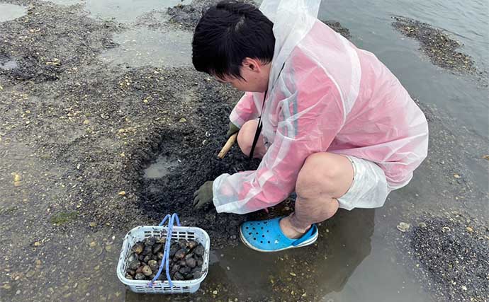 小中山海岸の潮干狩りで大型アサリがザックザク【愛知】浅場を広く掘り起こす作戦的中