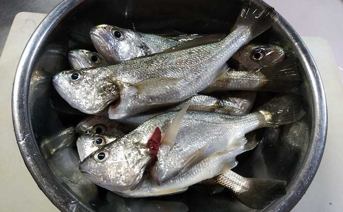「釣った魚をじっくり料理しよう」九十九里地方の郷土料理『胡麻漬け』の作り方