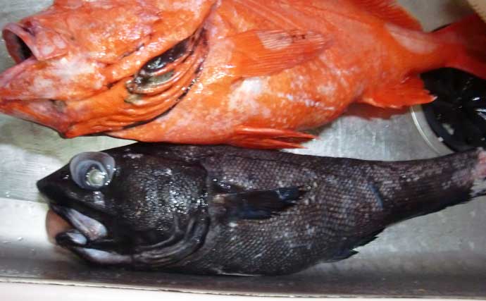 「釣った魚をじっくり料理しよう」九十九里地方の郷土料理『胡麻漬け』の作り方