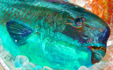 沖縄の代表的な食用魚「イラブチャー」　本土で毒魚と思われがちな理由とは…