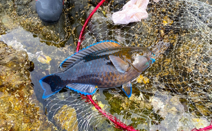 沖縄の代表的な食用魚「イラブチャー」　本土で毒魚と思われがちな理由とは？
