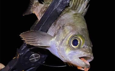 夜の釣り場では「ライトで水面を照らしてはダメ」　理由と魚種毎の影響とは…